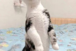 吃瓜和撸猫,吃瓜群众与撸猫达人的悠闲日常