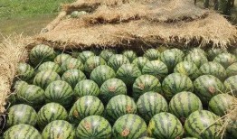 2021吃瓜排行,盘点娱乐圈最热话题