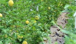 佛山吃瓜群,揭秘本地热门话题与趣味生活