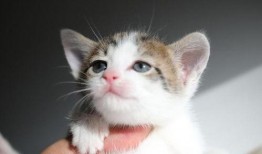 猫咪可以吃板栗瓜吗