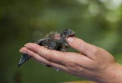 喂雨燕吃瓜新生,瓜果盛宴的温馨喂食记