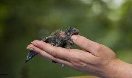 喂雨燕吃瓜新生,瓜果盛宴的温馨喂食记