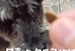 雪纳瑞可以吃瓜,瓜果时光的甜蜜陪伴