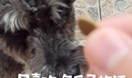 雪纳瑞可以吃瓜,瓜果时光的甜蜜陪伴