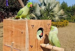 小瓜被鸟吃,一场与鸟儿的悲剧邂逅