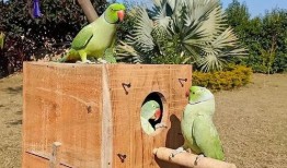 小瓜被鸟吃,一场与鸟儿的悲剧邂逅