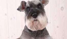 雪纳瑞可以吃瓜,瓜果时光的甜蜜陪伴