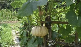 面瓜老人怎样吃,探寻民间美食的传承与创新