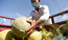 新疆老头吃老汉瓜,老头吃老汉瓜，传承民间美食佳话