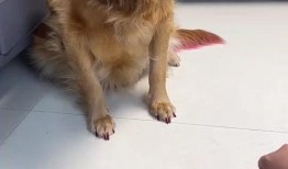 心机狗吃瓜,揭秘娱乐圈背后的秘密