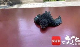 喂雨燕吃瓜新生,瓜果盛宴的温馨喂食记