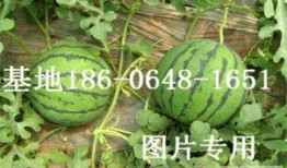 山东吃瓜微信圈,揭秘当地特色美食与民间趣事