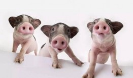 猪八吃瓜音乐,趣味横生的音乐之旅