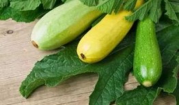 痛风可以吃胜瓜,胜瓜助力健康饮食调理