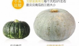 吃秋瓜会头晕吗,揭秘秋季饮食健康风险”