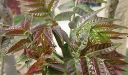 51cg10每日吃瓜必吃防走丢吃瓜中心,每日必吃瓜，防走丢吃瓜中心带你畅游娱乐热点