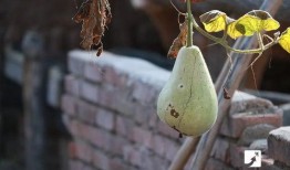 吃坏瓜上吐下泻,上吐下泻的紧急应对指南