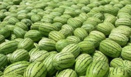 吃瓜吗吃大瓜吗,吃瓜群众见证大瓜盛宴