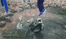 吃瓜的鳄鱼视频下载,视频下载背后的趣味与奥秘