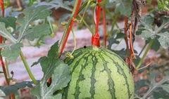 吃瓜福利大全,揭秘娱乐圈幕后那些事儿