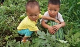 河津的瓜怎么吃,多样食法尽享田园风味