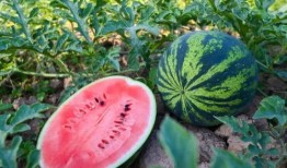 嘉陵江吃瓜,夏日清凉美食之旅