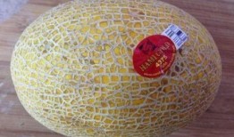 吃哈密瓜能喝牛奶吗,搭配饮用指南