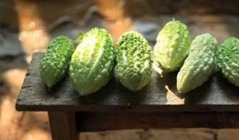 吃瓜头还是瓜尾好消化,揭秘哪种吃法更易消化