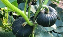 718网红吃瓜,揭秘娱乐圈幕后真相