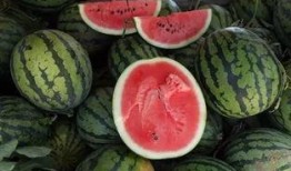 吃瓜十块,网络热词背后的文化现象