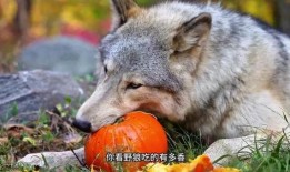 狼吃瓜吗,一场未解的生态奇遇