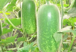 宿院吃瓜事件,揭秘校园八卦背后的真相