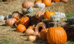 1811吃瓜现场,一场盛大的民间娱乐盛宴