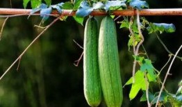 立秋后常吃三瓜,常吃三瓜，健康一整秋