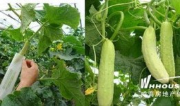 吃青海的瓜,探寻高原特色美食之旅