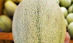 吃蜜瓜怎样挑,轻松掌握挑选美味蜜瓜的秘诀