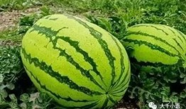 吃瓜吗吃大瓜吗,吃瓜群众见证大瓜盛宴