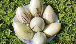 灰瓜能与茄瓜一起吃吗,灰瓜与茄瓜的搭配食用探讨