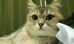 吃瓜和撸猫,吃瓜群众与撸猫达人的悠闲日常