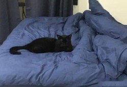 黑猫吃女孩的瓜