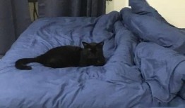 黑猫吃女孩的瓜