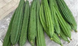 泰安脆瓜怎么吃,解锁美味新体验