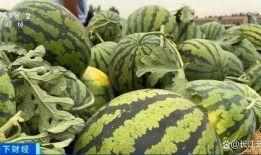 吃瓜刘,揭秘娱乐圈幕后故事，带你领略明星真实生活