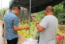 面瓜老人怎样吃,探寻民间美食的传承与创新