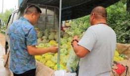 面瓜老人怎样吃,探寻民间美食的传承与创新