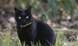 黑猫吃女孩的瓜