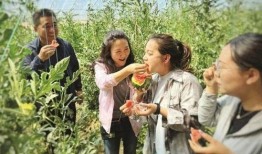 外甥来棚里吃瓜,外甥的夏日美食之旅