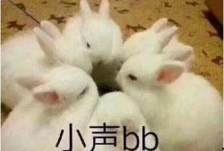 抖音吃瓜野生兔,野生兔带你揭秘网络热点背后的真相