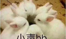 抖音吃瓜野生兔,野生兔带你揭秘网络热点背后的真相