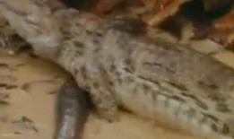 吃瓜的鳄鱼视频下载,视频下载背后的趣味与奥秘